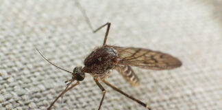 Czy moskitiera chroni przed komarami