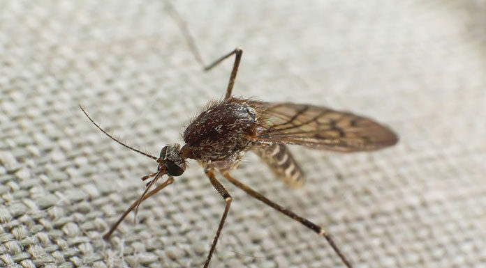 Czy moskitiera chroni przed komarami