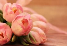 Czy tulipany można sadzić w skrzynkach?