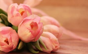 Jak sadzić tulipany w marcu?