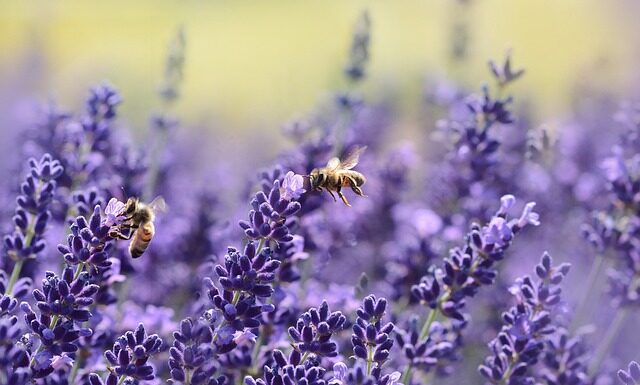 Jakie zapach wabią pszczoły?