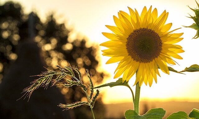 Jaki kwiatek nie potrzebuje słońca?