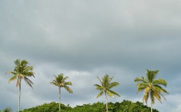 Co posadzić przy samym domu?