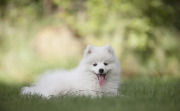 Co oznacza szpic na choince?