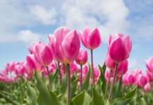 Czy obcinać liście tulipanów po przekwitnięciu?