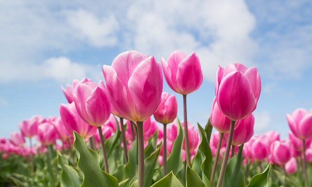Czy obcinać liście tulipanów po przekwitnięciu?