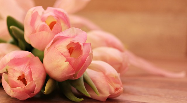 Dlaczego tulipany mają tylko liście?